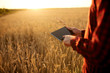© artiemedvedev - Smart farming using modern technologies in agriculture. Man agronomist farmer with digital tablet computer in wheat field using apps and internet, selective focus. Male holds ears of wheat in hand.