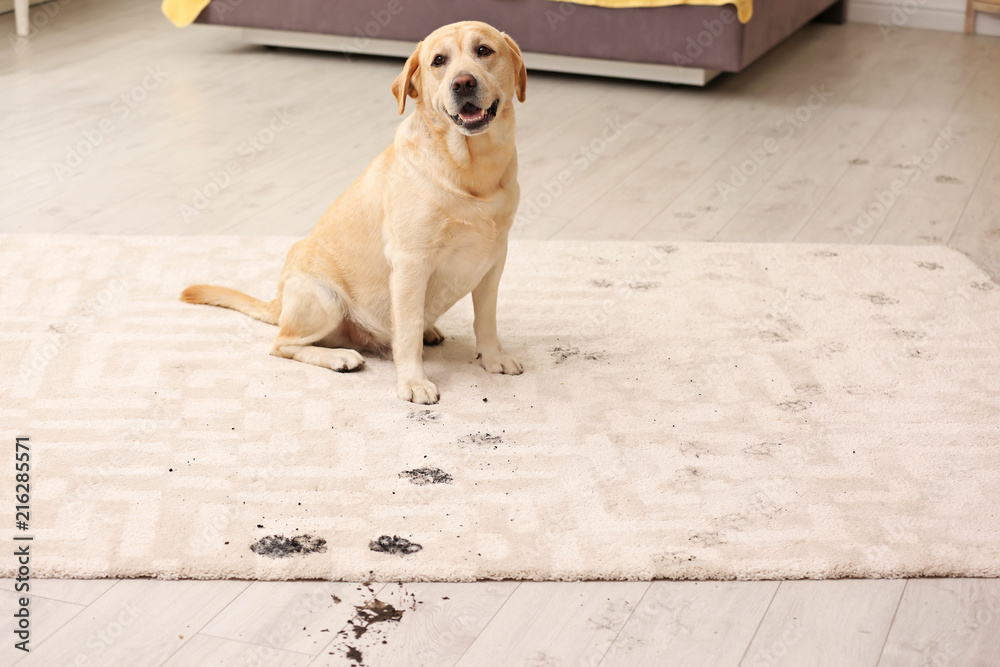 Cute dog leaving muddy paw prints on carpet - obrazy, fototapety, plakaty 