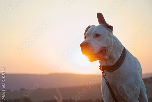 Plakat Dogo Argentino pies przy zmierzchem