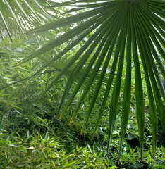 Wall Mural - Tropical leaves palm tree ( Livistona ) in tropical forest in sun light