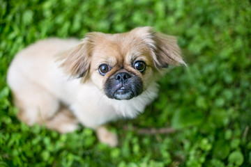 Wall Mural - A cute Pekingese mixed breed puppy in the grass