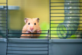 Fototapeta  - A Syrian hamster peeking out of its cage