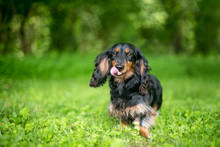 A Long-haired Dachshund Dog Licking Its Lips