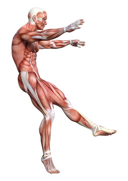 3D Rendering Male Anatomy Figure on White