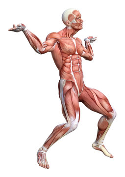 3D Rendering Male Anatomy Figure on White