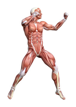 3D Rendering Male Anatomy Figure on White
