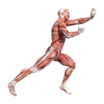 3D Rendering Male Anatomy Figure on White
