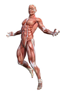 3D Rendering Male Anatomy Figure on White