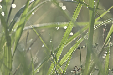Wall Mural - Beautiful dew grass with drops in the morning light