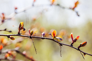 Wall Mural - Beautiful spring time floral background with red leaves branch. Shallow depth of field, bright colors photography.
