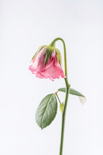 Withered Beautiful Pink Rose Isolated On White Background