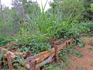 organic farming in Auroville