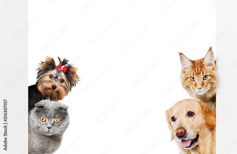 Various cats and dogs as frame - obrazy, fototapety, plakaty 