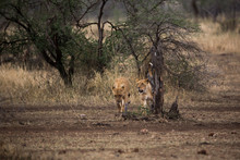Zwei Löwinnen Auf Der Jagd - Savanne