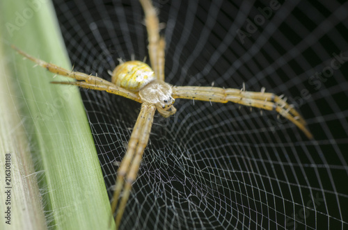 Plakat pająk w sieci