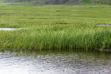 raised bog with an open water lake in the mountain tundra