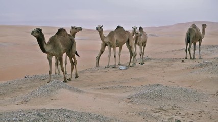 Wall Mural - Wild camels in the desert