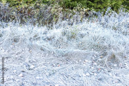 Fotografie, Obraz White frost ice crystals on tall grass in morning by forest
