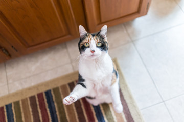 Calico cat standing up on hind legs begging for treat, one paw up, adorable cute big eyes asking for food in kitchen floor trick