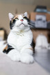 © Kristina Blokhin - Closeup of calico cat lying down on floor in room with big eyes looking up vertical, background of boxes