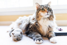 Playful Lazy Maine Coon Calico Cat Closeup Playing With Catnip Mouse Rat Toy With Paws Indoors Lying On Carpet Floor Indoor Living Room