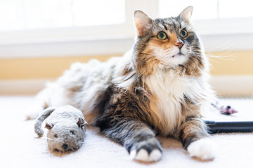 Playful lazy maine coon calico cat closeup playing with catnip mouse rat toy with paws indoors lying on carpet floor indoor living room