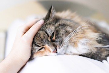 Closeup portrait of one sad calico maine coon cat face lying on bed in bedroom room, looking down, bored, depression, woman petting head