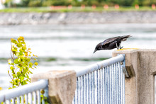 Crow Perched On Railing Ready To Take Off And Fly Away In Saguenay, Quebec, Canada By Fjord