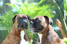 Two Boxer Dogs , Brindle Siblings 