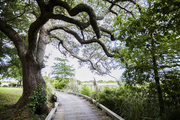 Oak Tree 2