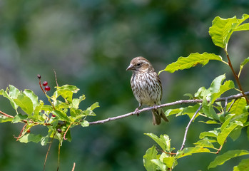 Wall Mural - Cassin's finch female perched on small branch near capulin spring, sandia mountains, new mexico