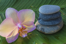 Beautiful Pink Orchid Flower And Pyramid Of Gray Stones On Wet Green Banana Leaf On Sunlight