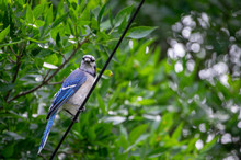 Blue Jay On A Wire