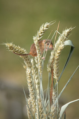 Aufkleber - A small harvest mouse on ears of grain. Taken in upright vertical format, the photograph shows the mouse amongst the wheat. 