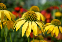 Closeup, Yellow Cone Flowers In A Garden With Red And Green Blurred Background