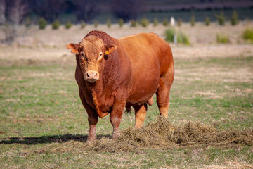 A large red devon bull stands in the field on a farm