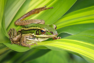 Poster - Image of paddy field green frog or Green Paddy Frog (Rana erythraea) on the green leaf. Amphibian. Animal.