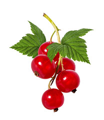 Poster - red currant isolated on white background