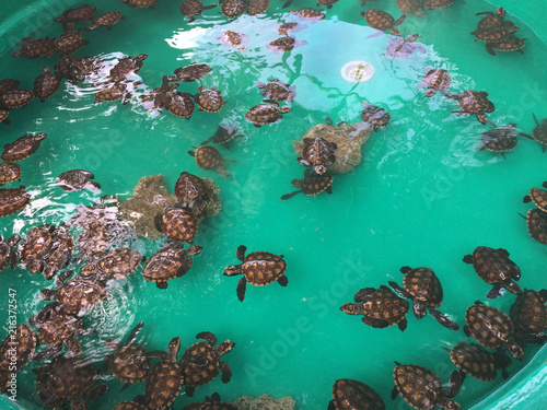 Fotografía Baby Turtles, Tranquility Island, Efate, Vanuatu.
