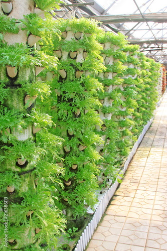 Fotografía stereo planting vegetables in a modern farm