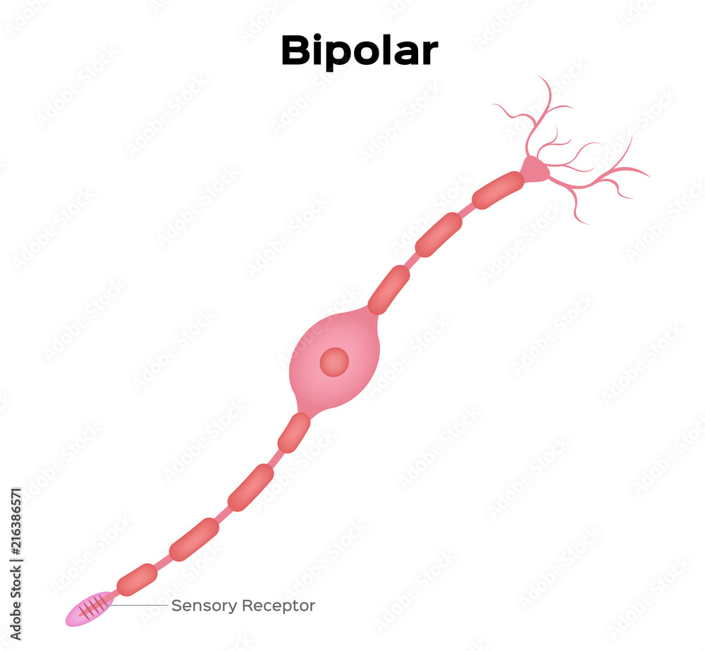Neuron bipolar anatomy vector . infographic Stock Vector | Adobe Stock