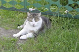 Fototapeta Zwierzęta - kot, zwierzę domowe