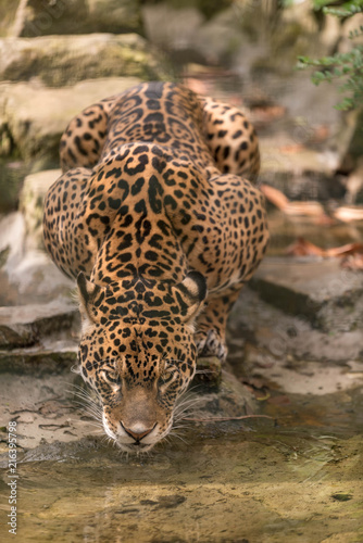Plakat mężczyzna Jaguar Picie