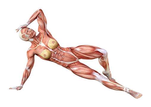 3D Rendering Female Anatomy Figure on White