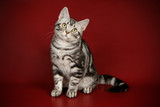 Fototapeta  - American Shorthair cat