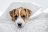 Fototapeta Pokój dzieciecy - Jack russel terrier puppy sleeping on white bed