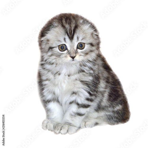 Portrait Of Little Kitten Of Highland Fold Or Or Scottish Fold