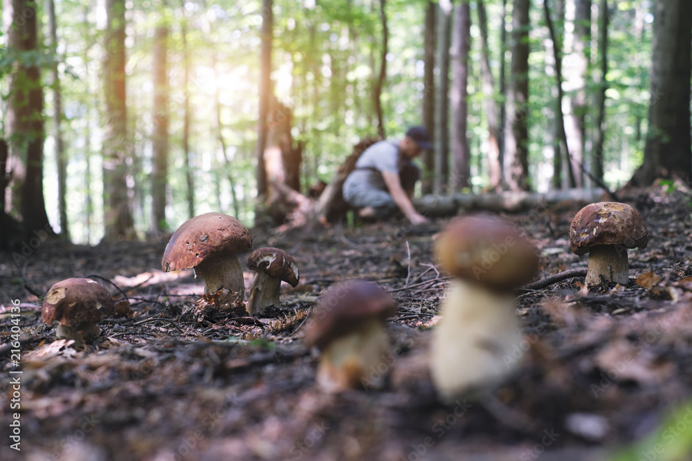 Man collect mushrooms in summer forest - obrazy, fototapety, plakaty 