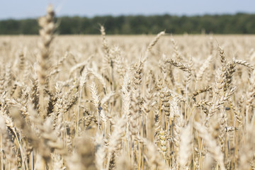 ears of wheat in a close-up field