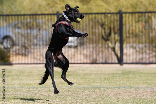Plakat Czarny pies skacze w powietrzu, aby złapać piłkę